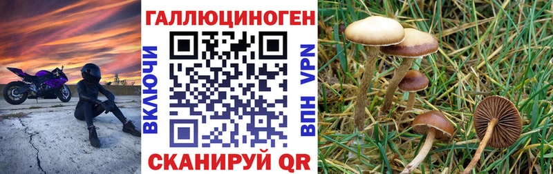 даркнет наркотические препараты  Грозный  Псилоцибиновые грибы Psilocybe 